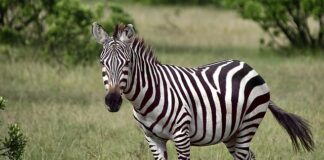 Jaki Nikon na początek?