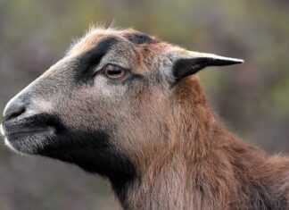 Czy karzeł musi jeździć w foteliku?