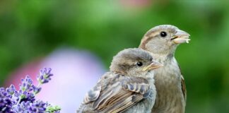 Jak zapinać pasy w ciąży bez adaptera?