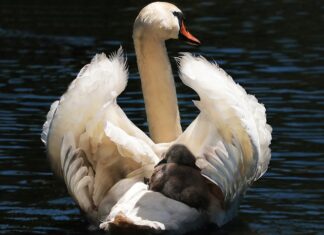 Co zamiast fotelika rowerowego? Co zamiast fotelika rowerowego?