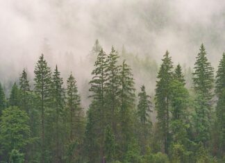 Od czego rośnie szczęka?