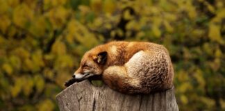 Jak ma na imię czerwona Rainbow High?