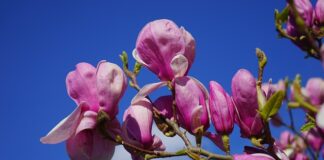 Czy na czerwono białych pasach można przejeżdżać rowerem?