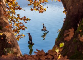 Ile kosztuje Alba do komunii?