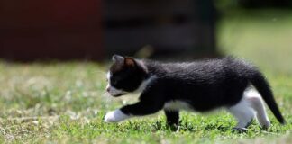 Jak rysują 4 latki?