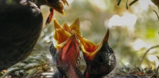 Czy można karmić piersią i dokarmiać mlekiem modyfikowanym?