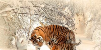 Czy matka może wyżywać dziecko?