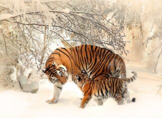 Czy matka może wyżywać dziecko? Czy matka może wyżywać dziecko?