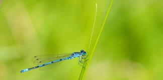 Czym bawi się 4 latka?