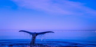 Gdzie zgłosić naruszenie praw dziecka?