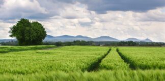 Czego nie lubią kolana?