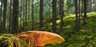 Czy nawilżacz powietrza powoduje grzyb?