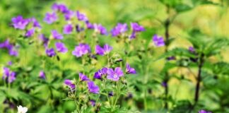 Po co łapki niedrapki?