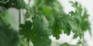 Jak długo można chodzić z lekarstwem w zębie?