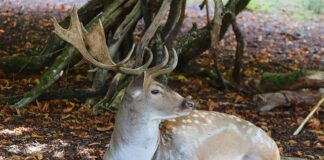 W jakim wieku dziecko nie sika w nocy?