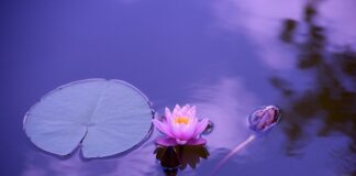 Ile się leży w szpitalu po operacji stawu biodrowego?