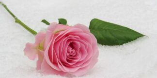 Ile dają dziadkowie na komunię 2023?