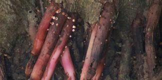 Czy można dodać Amol do nawilżacza?