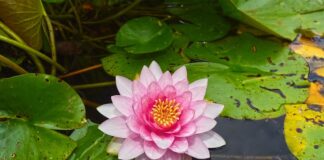 Czy 4 latek może jeździć na Podkładce?