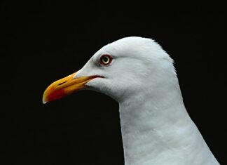 Czy 14 latek może zostać sam w domu na noc? Czy 14 latek może zostać sam w domu na noc?