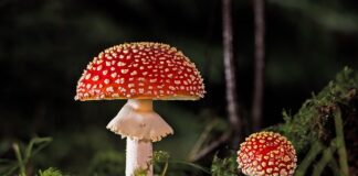 Co zrobić żeby nie było grzyba w domu?